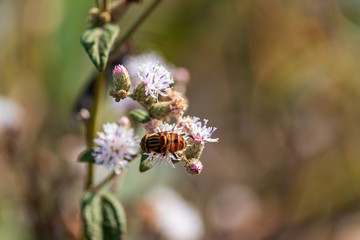 A abelha na natureza