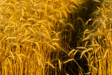 Wheat ears