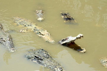 Large crocodiles swim in public swamps.