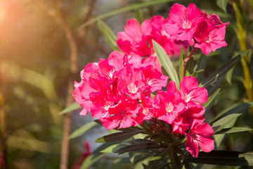 Pink oleander flower on the tree with soft sunlight in the morning