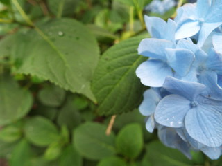Fototapeta na wymiar Japan Hyougo Nishiwaki rain hydrangea