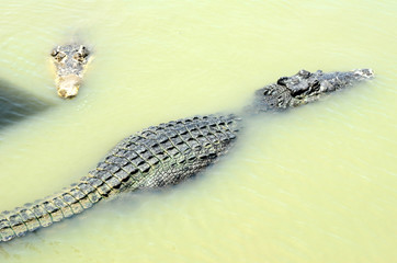 Large crocodiles swim in public swamps.