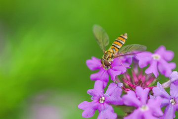 Bee and flower