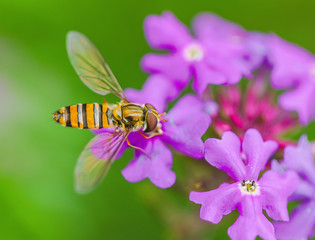 Bee and flower
