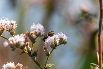 Insetos e natureza