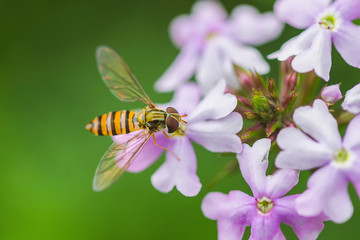 Bee and flower