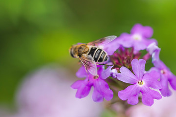 Bee and flower