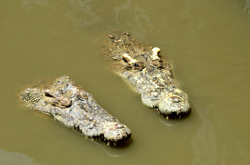 Large crocodiles swim in public swamps.