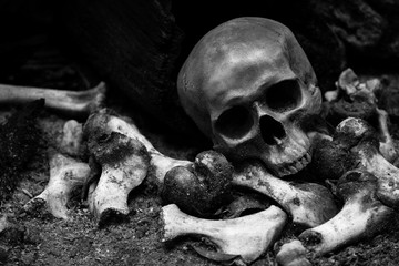 human skull and bones