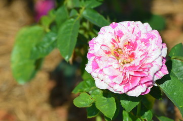 Thomasville rose garden 0228