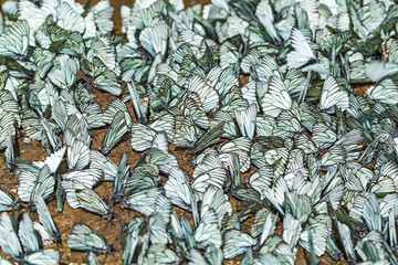 Large day butterfly - Hawthorn (lat. Aporia crataegi)