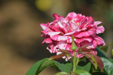 Thomasville rose garden 0230