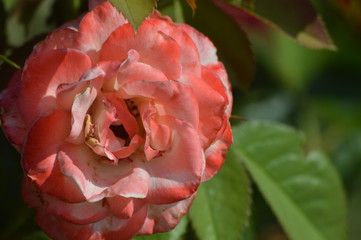 Thomasville rose garden 0233