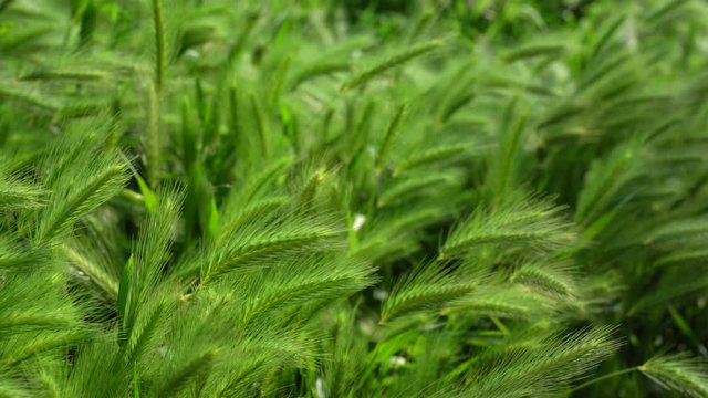 Natural green spikes of foxtail fountain/ swamp foxtail weed grass growing on blurred background on a summer sunny day in the wild nature outdoor. Agriculture flower - Setaria viridis or Wild Millet.