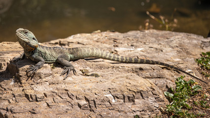 lizard on rock