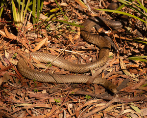 snake in the grass