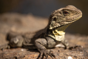 lizard close up