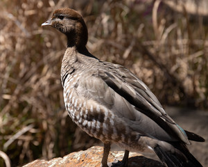 australian wood duck