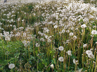 Fototapeta premium white dandelion fields during the spring time