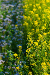 Obraz premium Phacelia and oilseed rape agricultural fields flowering at summertime