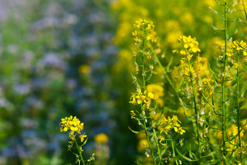 Phacelia and oilseed rape agricultural fields flowering at summertime