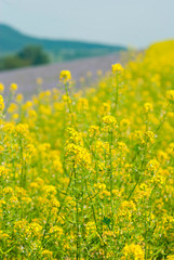 Fototapeta premium Phacelia and oilseed rape agricultural fields flowering at summertime