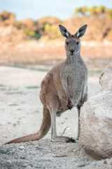 australian icon