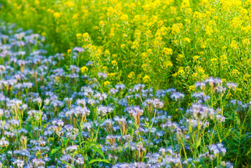 Phacelia and oilseed rape agricultural fields flowering at summertime