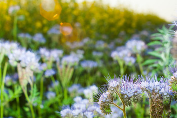 Phacelia and oilseed rape agricultural fields flowering at summertime