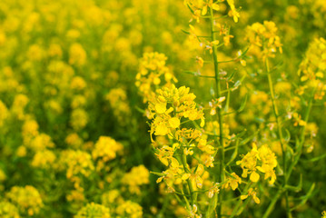 Obraz premium oilseed rape agricultural fields flowering at summertime