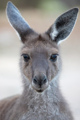 kangaroo portrait