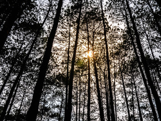 Bottom view of pine trees in forest there is sunlight passing through. Environment concept. Selective focus.