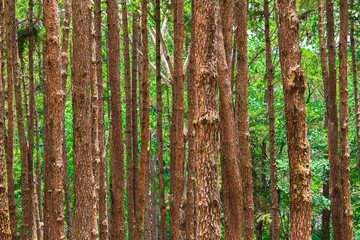 Pine forest at Chiang Mai, Thailand. 