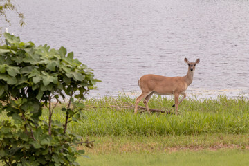 deer walking away