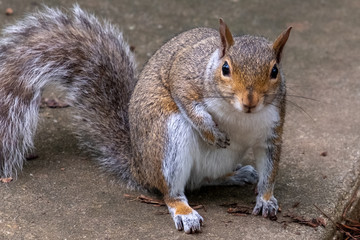 An eastern gray squirrel seems hopeful for a morsel of food at Crowder Park in Apex, North Carolina.