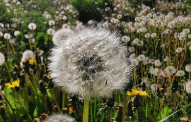 white dandelions macro with field blurred background