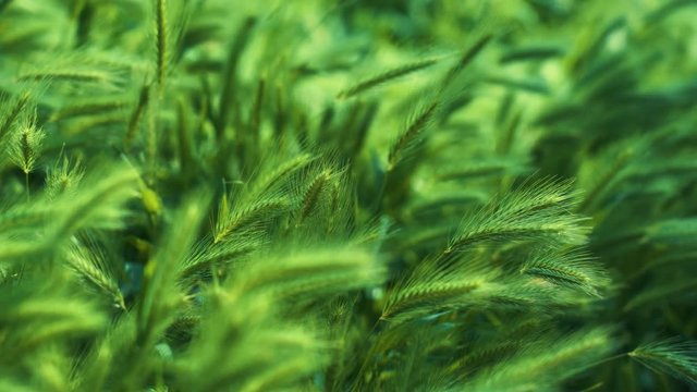 Natural green spikes of foxtail fountain/ swamp foxtail weed grass growing on blurred background on a summer sunny day in the wild nature outdoor. Agriculture flower - Setaria viridis or Wild Millet.
