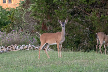 deer in front of tree
