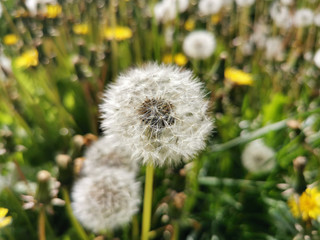 white dandelions macro with field blurred background