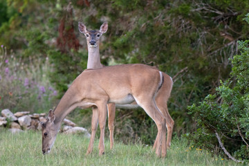 two deer