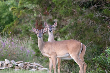 two deer