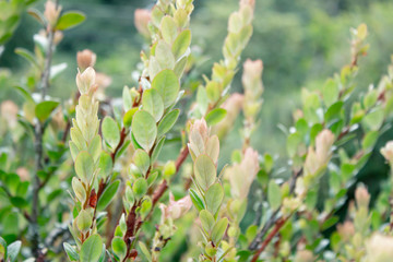 Close-up of green leaves in Nature Trail at Inthanon mountain peak on nature background; Chiang mai, Thailand.
