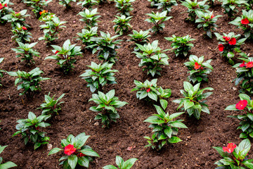 Close-up of flower in the garden. Select focus. garden arrangement.