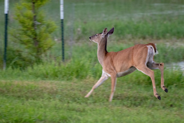 deer running away