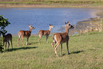three deer waking towards water