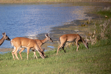 three deer next to pond