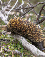 echinda climbing on a log