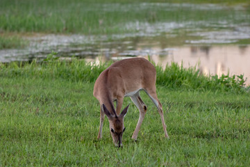 front view of deer near water