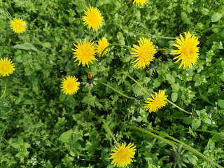 wild yellow dandelion flowers top view on the field