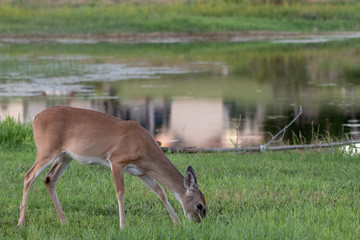 deer near water